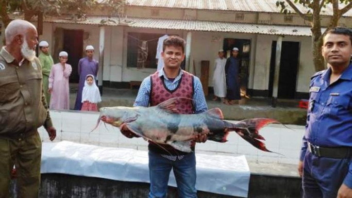 চিলমারীতে বাঘাইড় মাছ বিক্রেতার জরিমানা