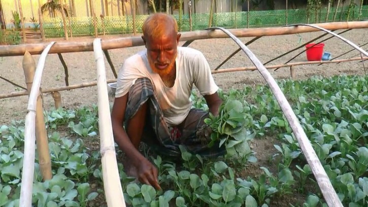 টাঙ্গাইলে আগাম শীতকালীন সবজি চাষে ব্যস্ত সময় পার করছে কৃষকরা